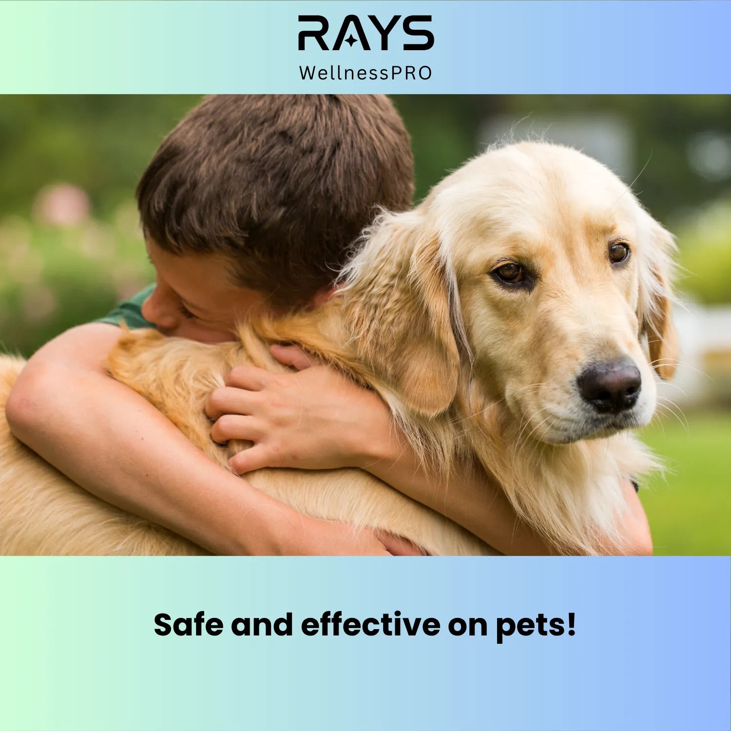 Red light therapy shown to be safe and effective for pets with inflammation or pain